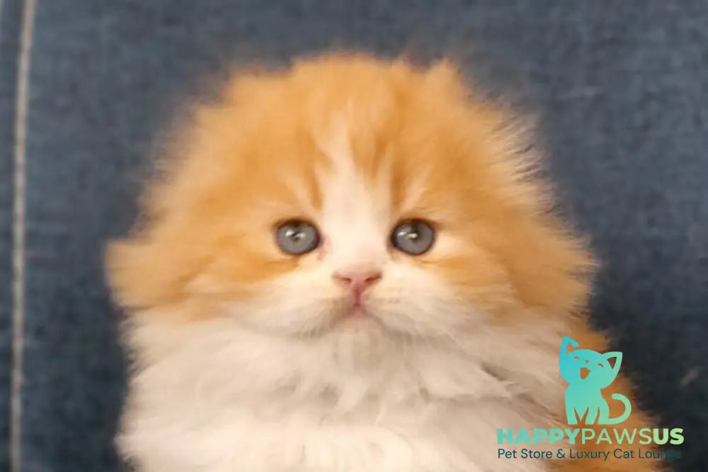 Mufasa Scottish Fold male red bicolour live animals