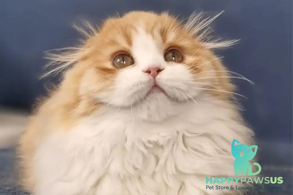 Mufasa Scottish Fold male red bicolour - live animals