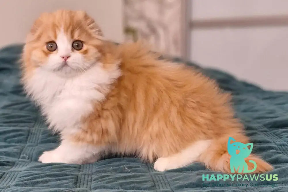 Mufasa Scottish Fold male red bicolour - live animals