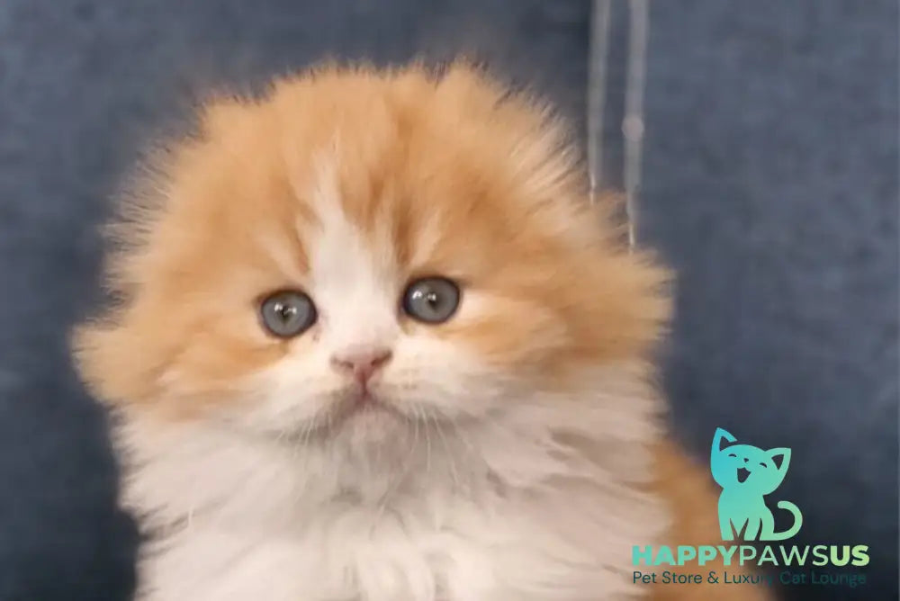 Mufasa Scottish Fold male red bicolour live animals