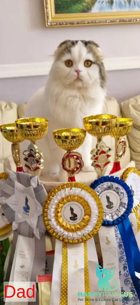 Mufasa Scottish Fold male red bicolour live animals