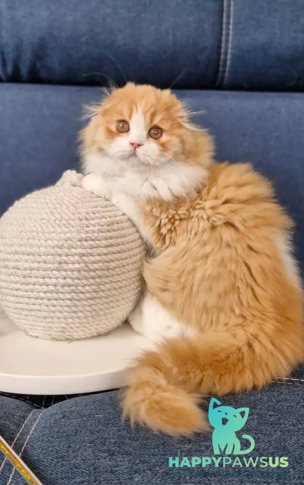 Mufasa Scottish Fold male red bicolour - live animals