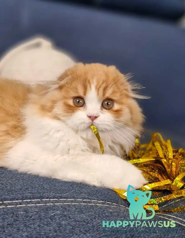 Mufasa Scottish Fold male red bicolour - live animals