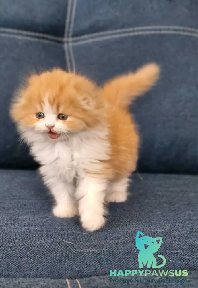 Mufasa Scottish Fold male red bicolour live animals