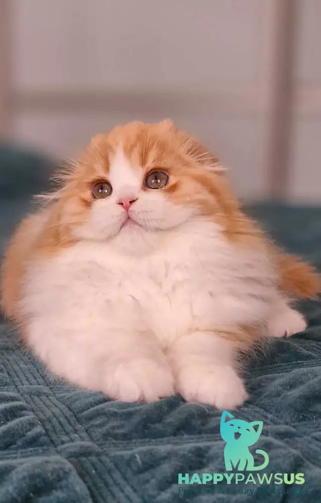 Mufasa Scottish Fold male red bicolour - live animals