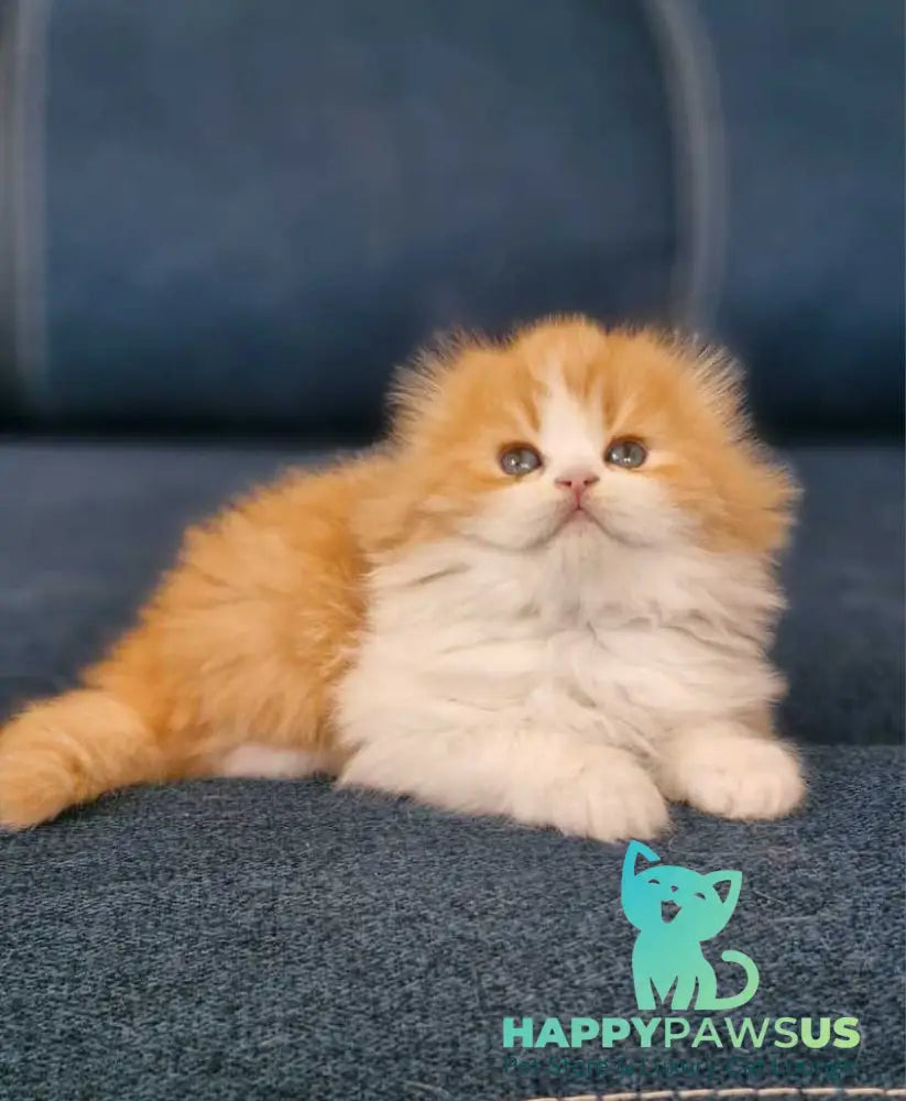 Mufasa Scottish Fold male red bicolour live animals
