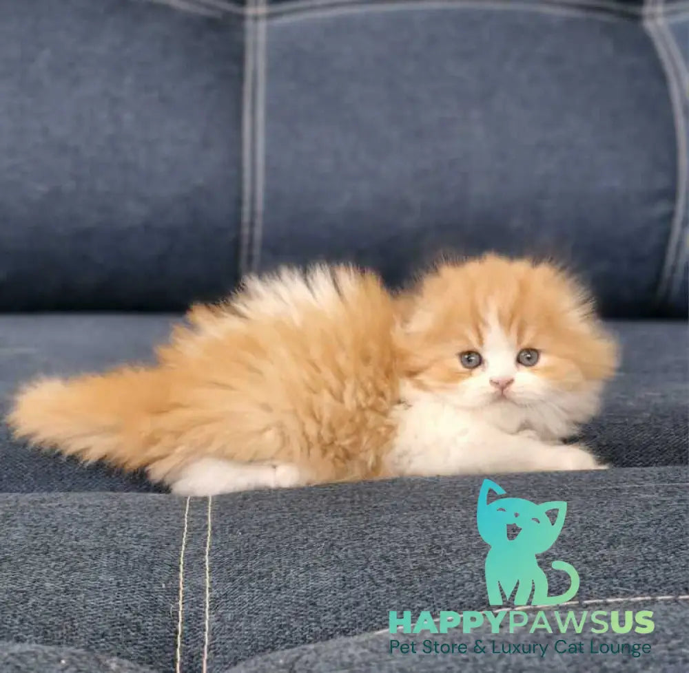 Mufasa Scottish Fold male red bicolour live animals