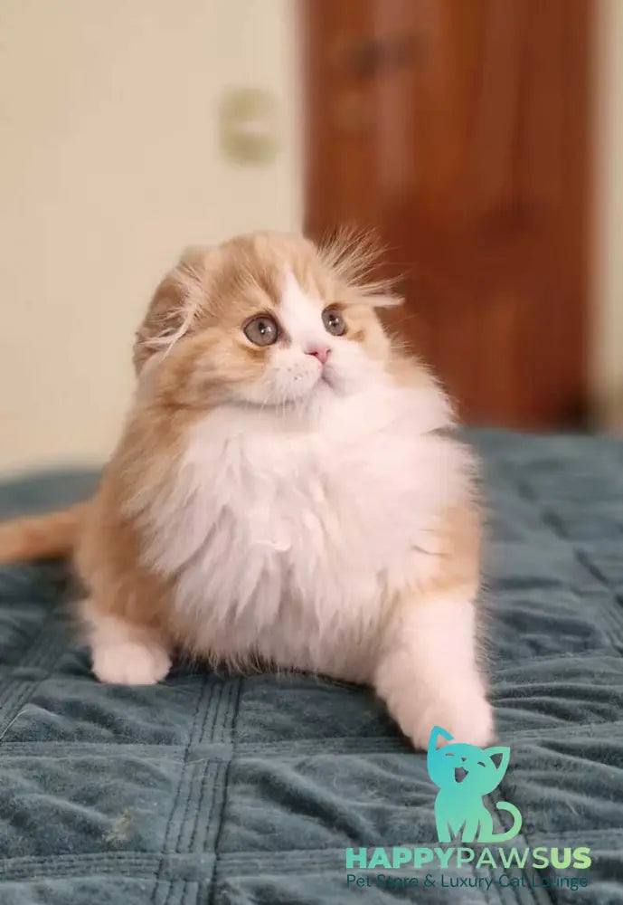 Mufasa Scottish Fold male red bicolour - live animals
