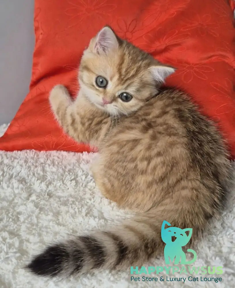 Muffin British Shorthair male chocolate golden spotted tabby - live animals