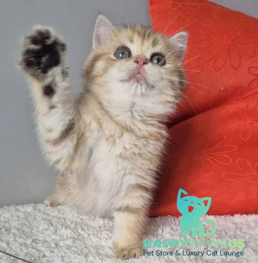 Muffin British Shorthair male chocolate golden spotted tabby - live animals
