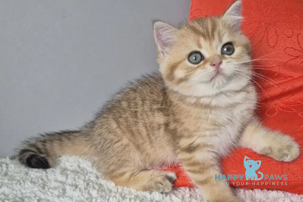 Muffin British Shorthair male chocolate golden spotted tabby - live animals