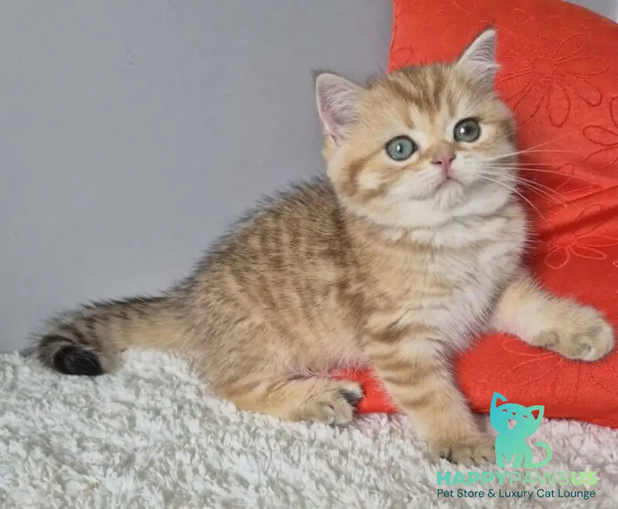 Muffin British Shorthair male chocolate golden spotted tabby - live animals