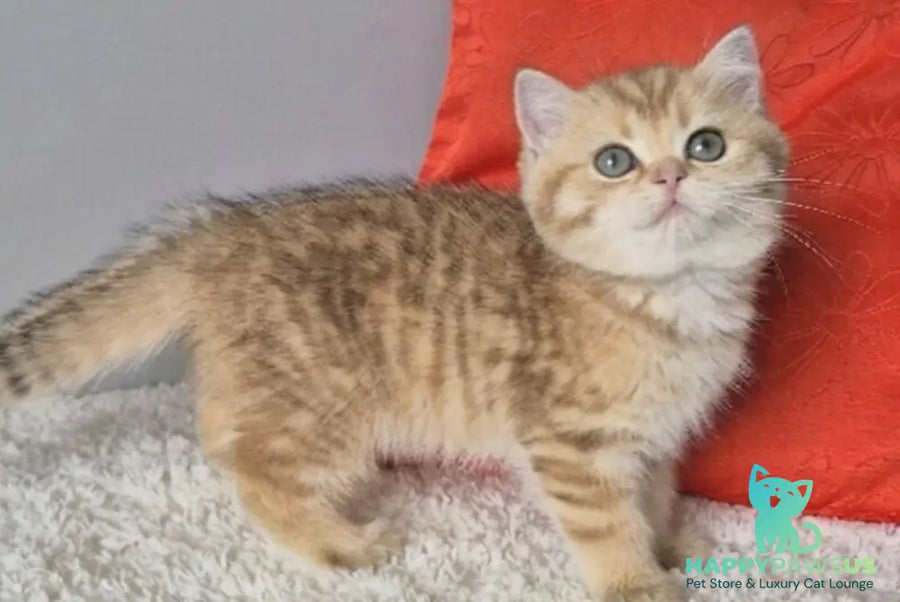 Muffin British Shorthair male chocolate golden spotted tabby - live animals