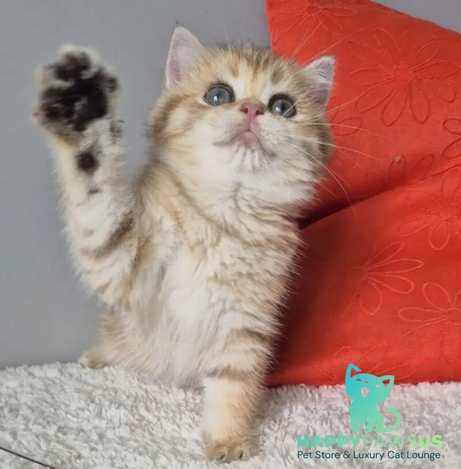 Muffin British Shorthair male chocolate golden spotted tabby - live animals