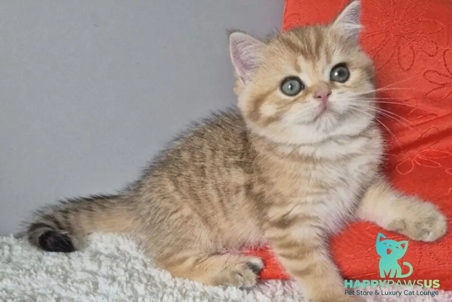 Muffin British Shorthair male chocolate golden spotted tabby - live animals