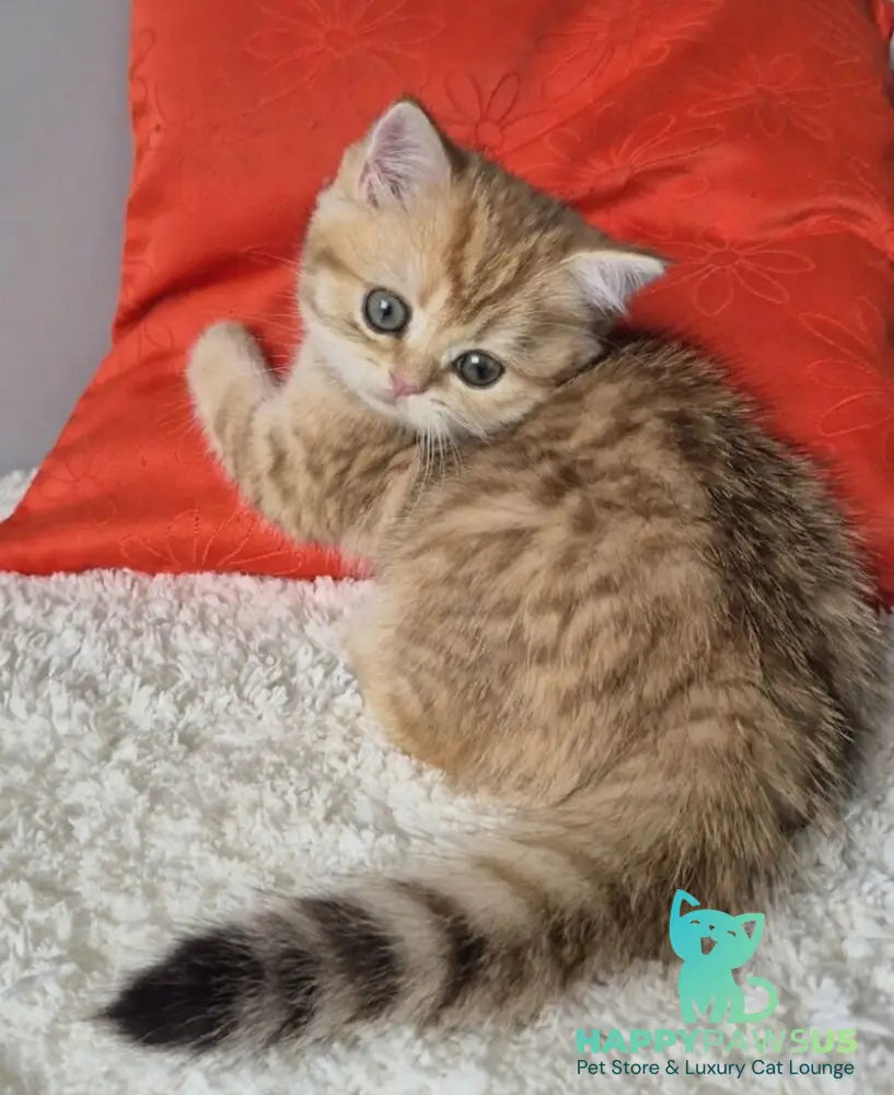 Muffin British Shorthair male chocolate golden spotted tabby - live animals