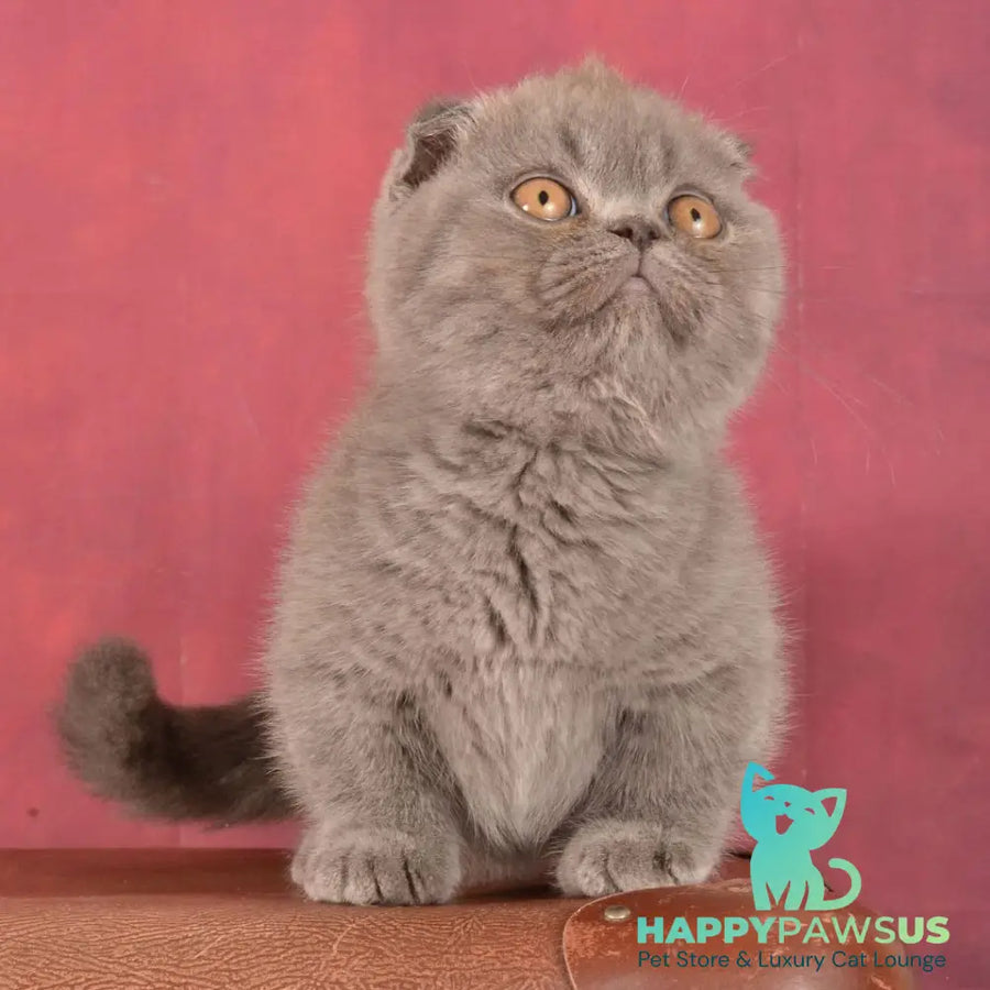 Muffin Munchkin male blue - live animals