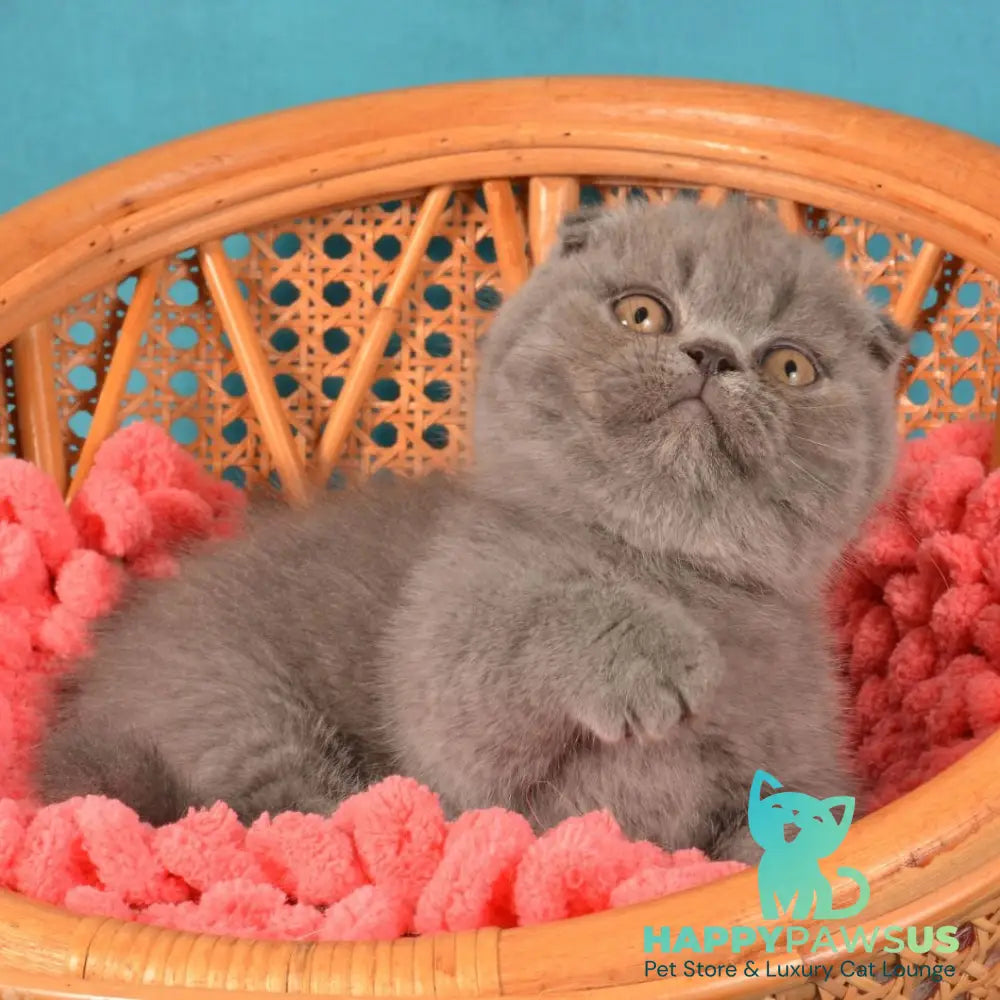 Muffin Munchkin male blue - live animals