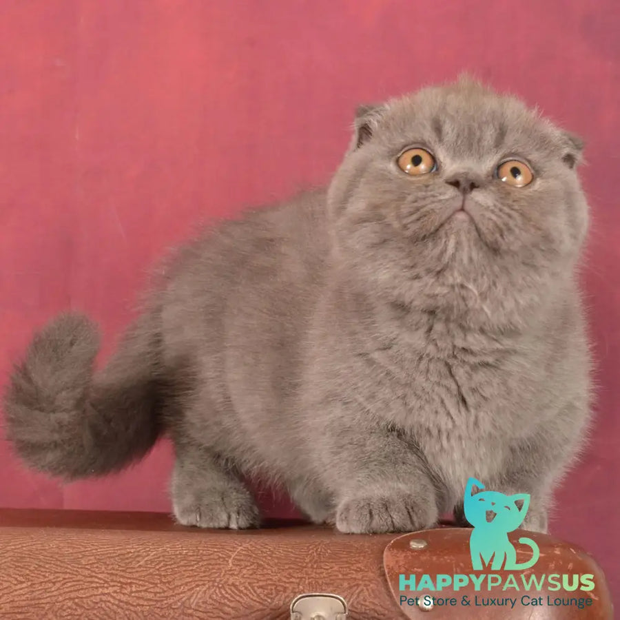 Muffin Munchkin male blue - live animals