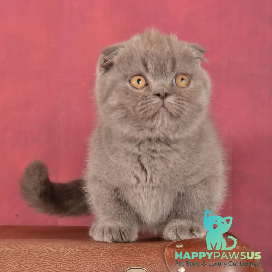 Muffin Munchkin male blue - live animals