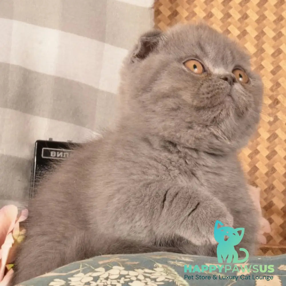Muffin Munchkin male blue - live animals