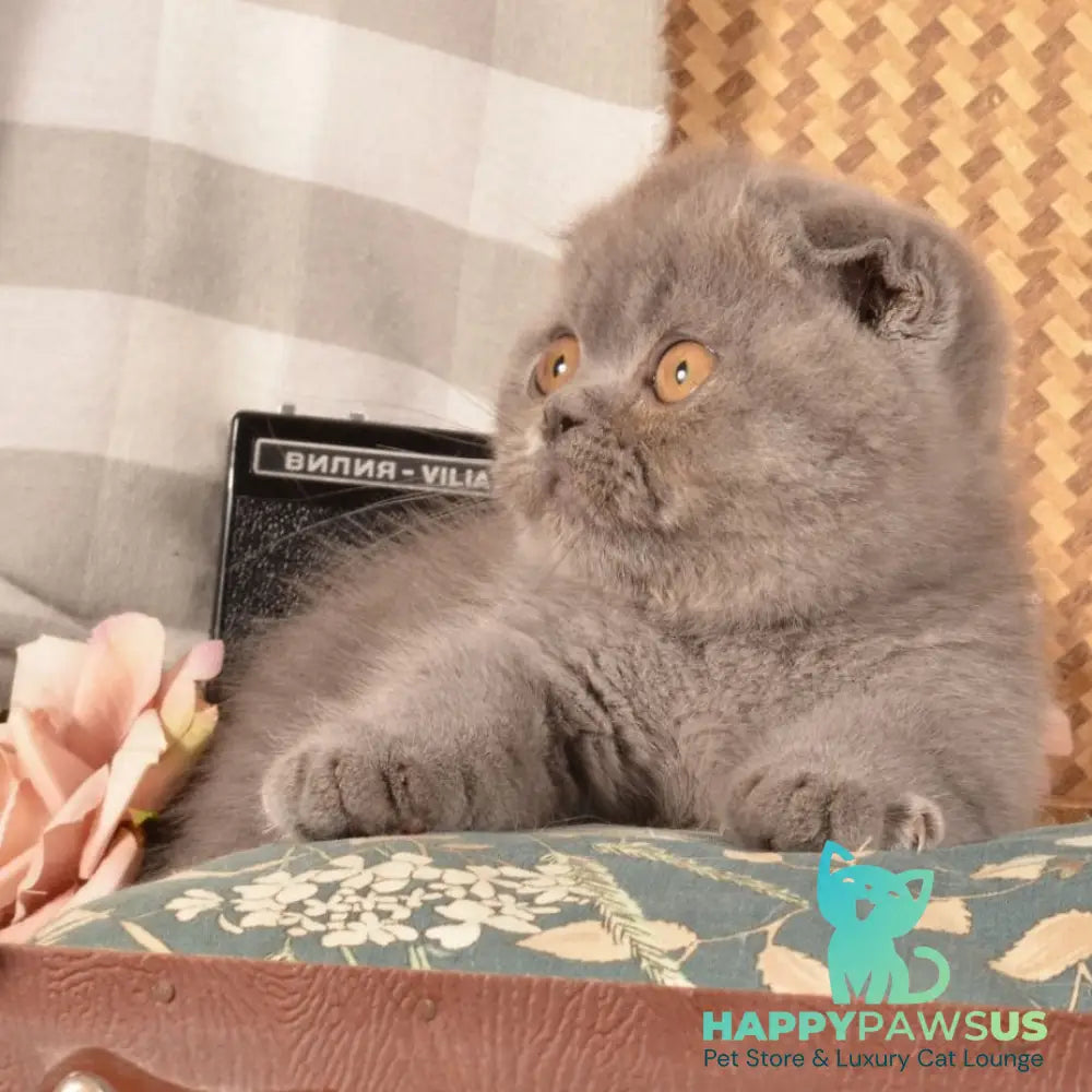 Muffin Munchkin male blue - live animals