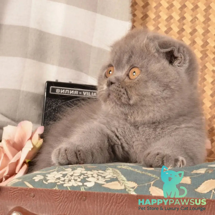 Muffin Munchkin male blue - live animals