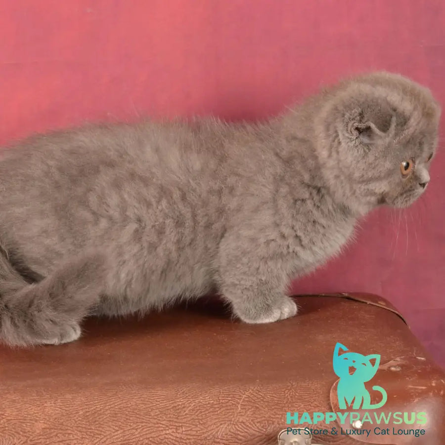 Muffin Munchkin male blue - live animals