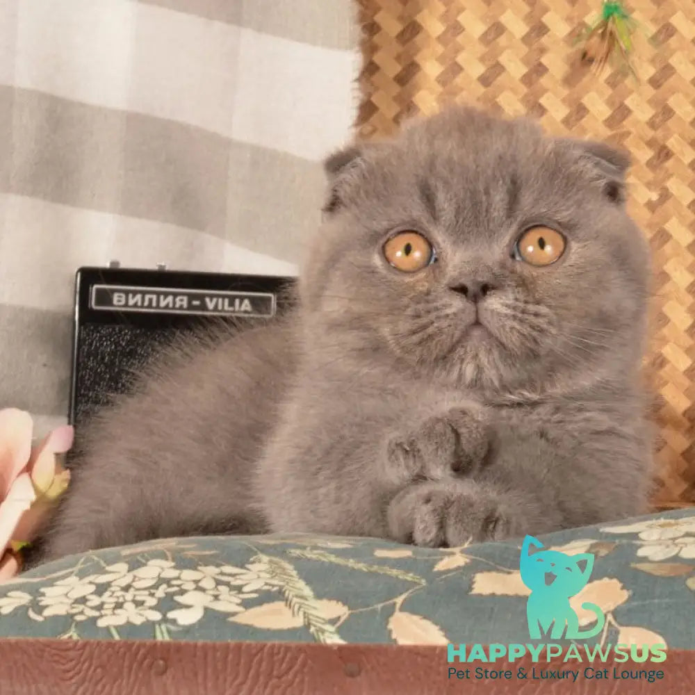 Muffin Munchkin male blue - live animals