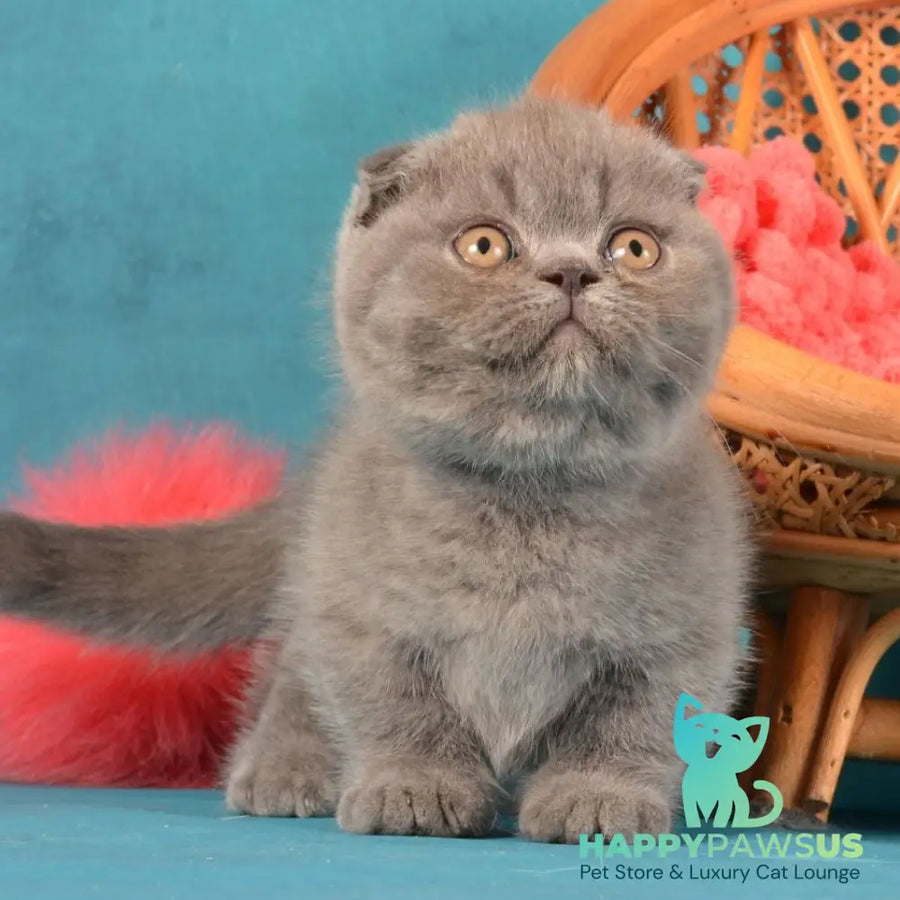 Muffin Munchkin male blue - live animals