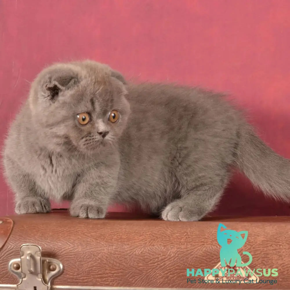 Muffin Munchkin male blue - live animals