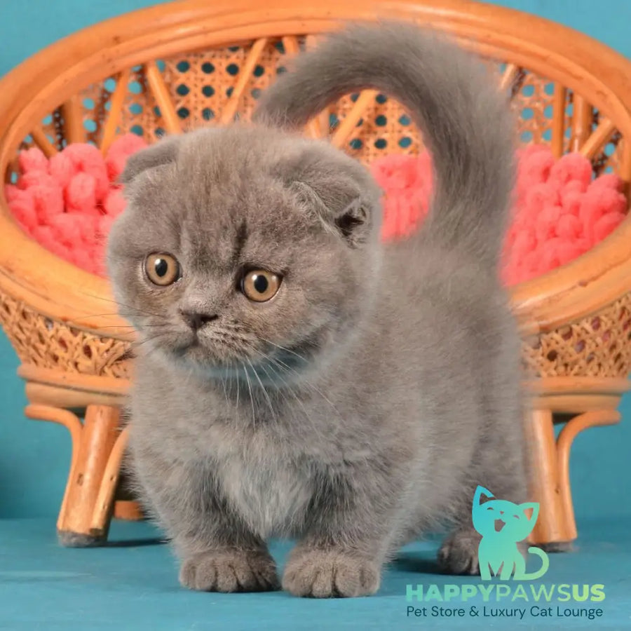Muffin Munchkin male blue - live animals