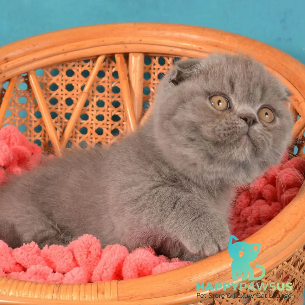 Muffin Munchkin male blue - live animals