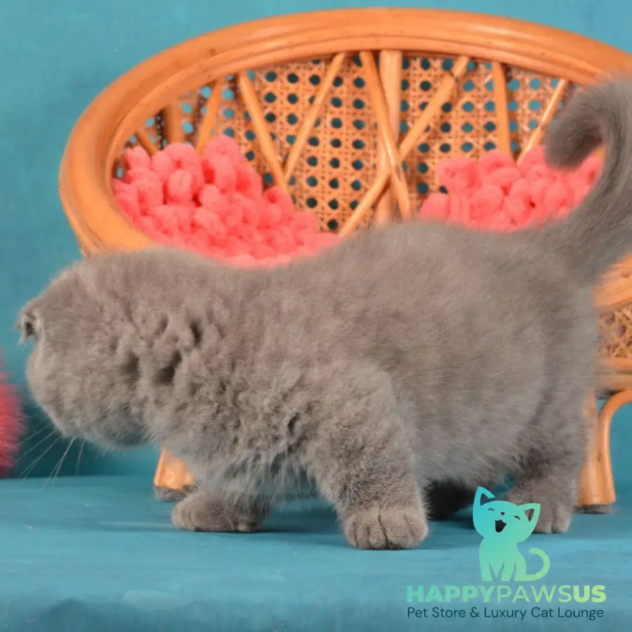 Muffin Munchkin male blue - live animals