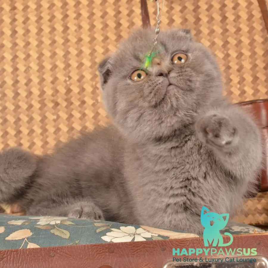 Muffin Munchkin male blue - live animals