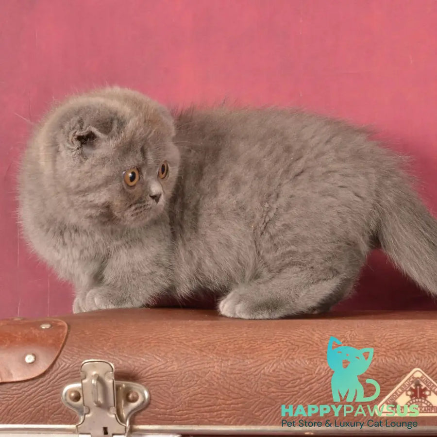 Muffin Munchkin male blue - live animals
