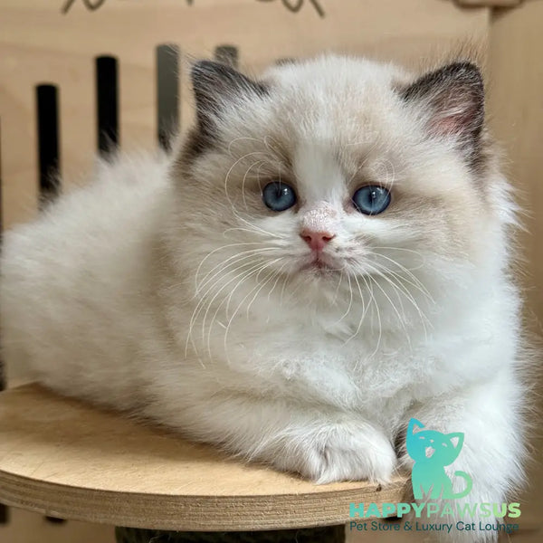 Muffin Ragdoll male black bicolour - live animals