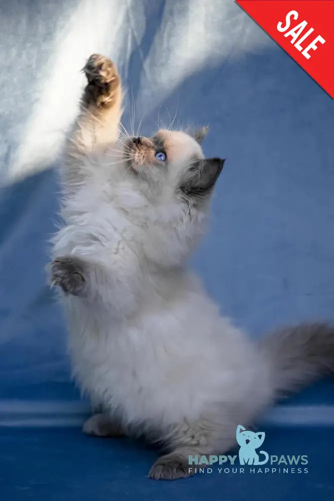 Muffin Ragdoll male blue pointed live animals