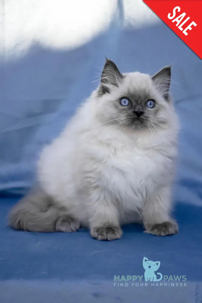 Muffin Ragdoll male blue pointed live animals