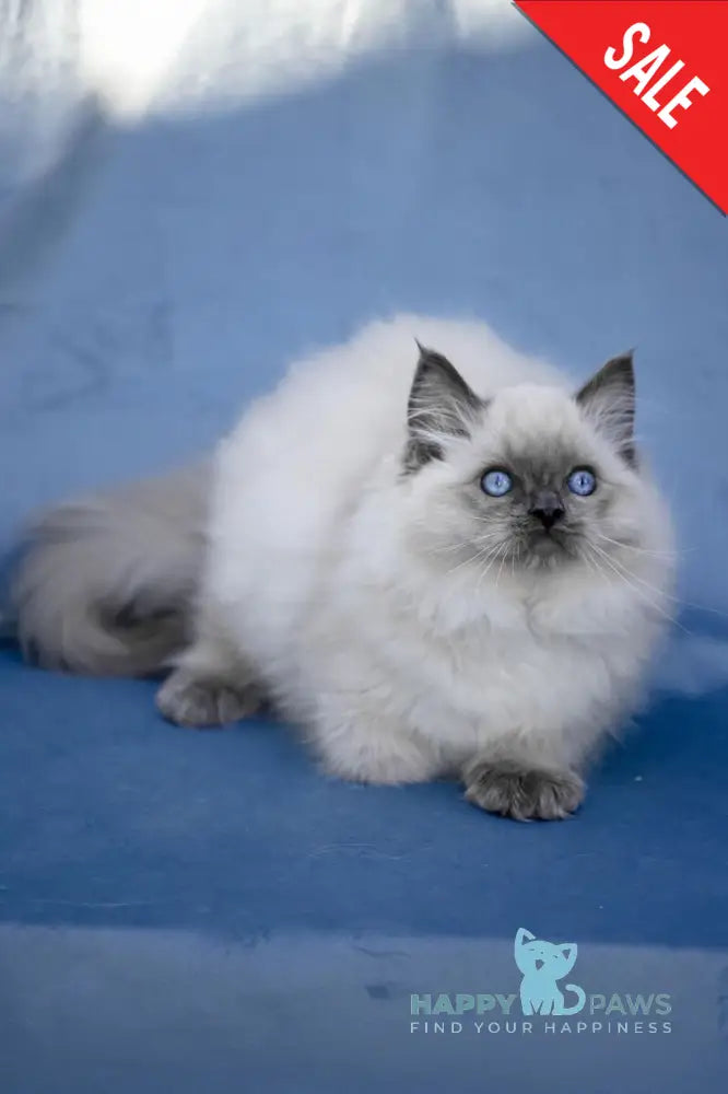 Muffin Ragdoll male blue pointed live animals
