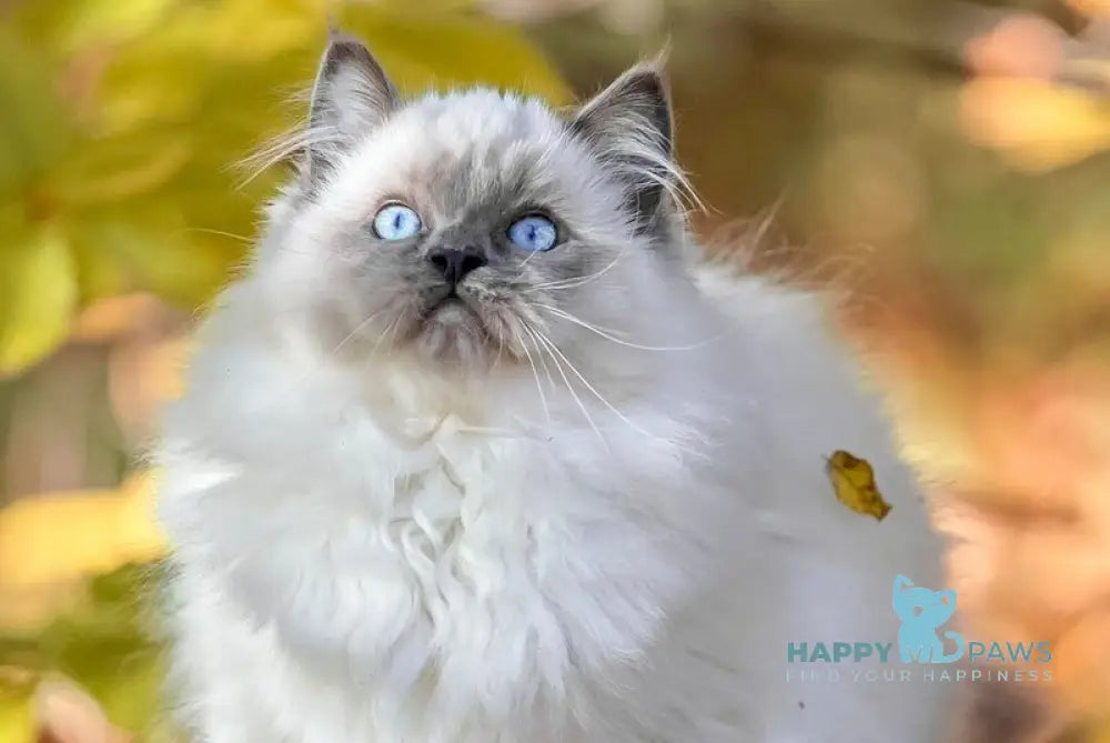 Muffin Ragdoll male blue pointed live animals