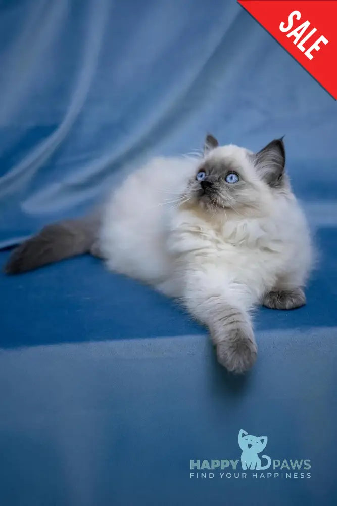 Muffin Ragdoll male blue pointed live animals