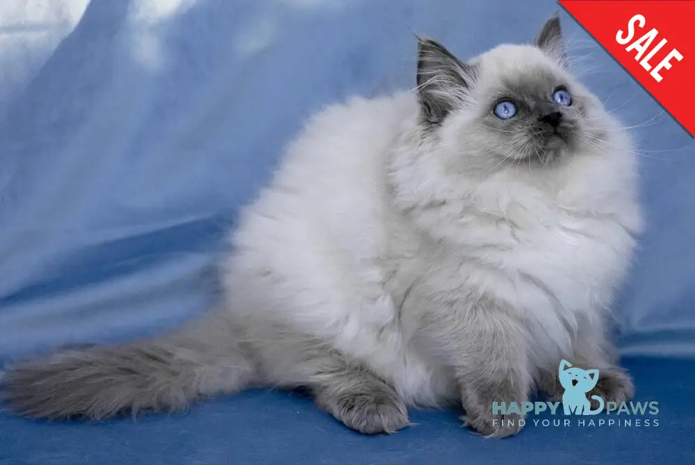 Muffin Ragdoll male blue pointed live animals