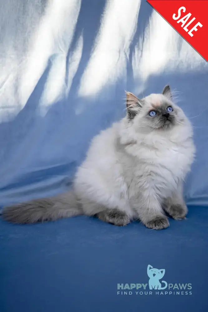 Muffin Ragdoll male blue pointed live animals