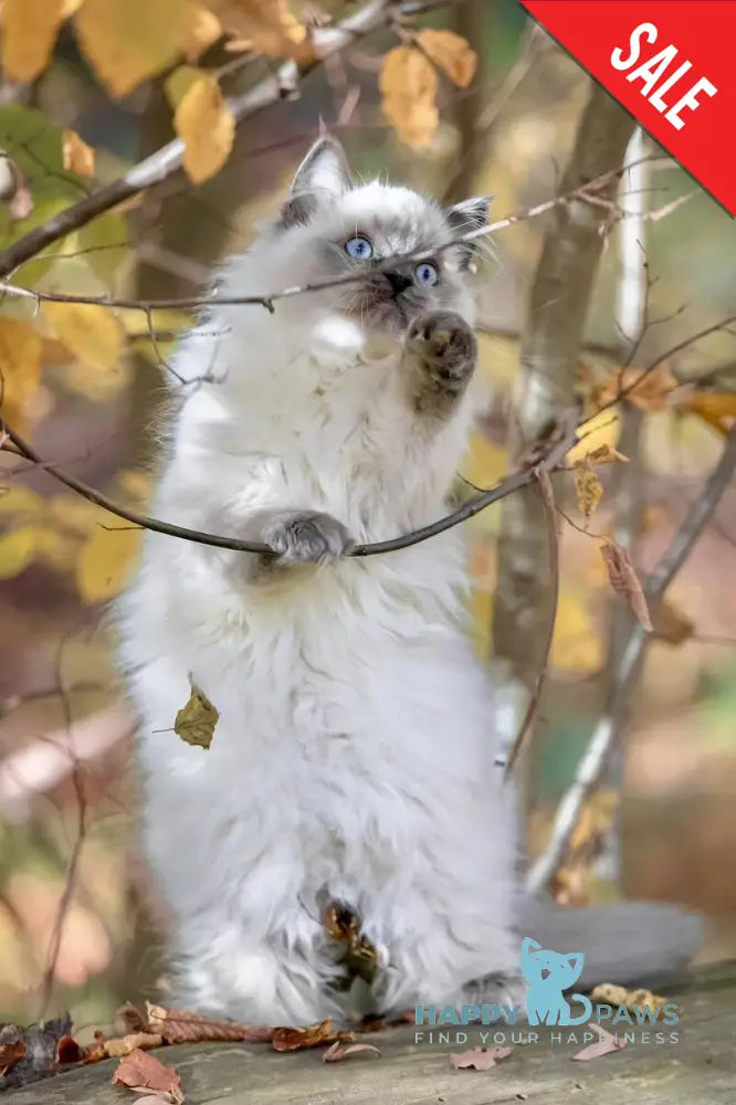 Muffin Ragdoll male blue pointed live animals