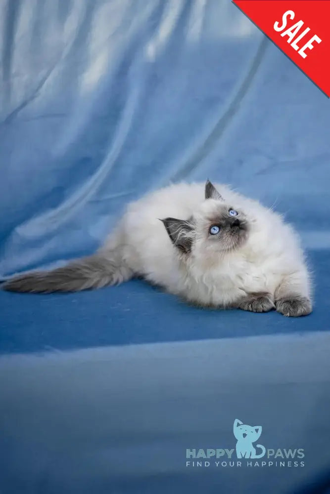 Muffin Ragdoll male blue pointed live animals