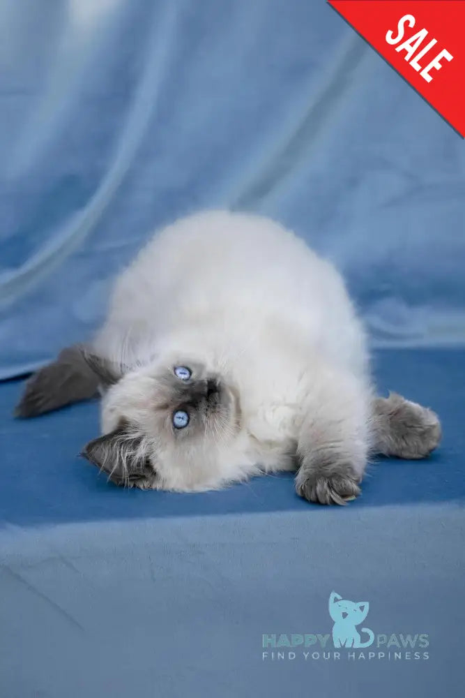 Muffin Ragdoll male blue pointed live animals