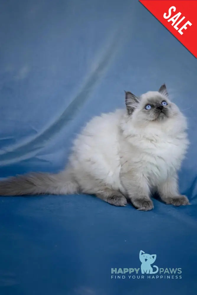 Muffin Ragdoll male blue pointed live animals