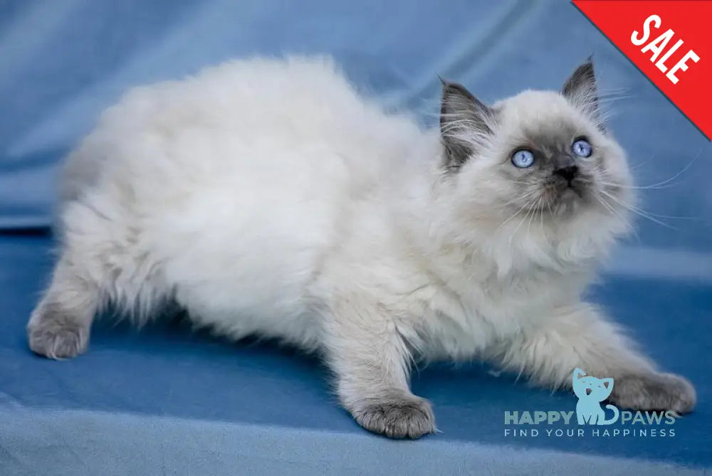 Muffin Ragdoll male blue pointed live animals