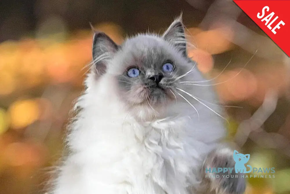 Muffin Ragdoll male blue pointed live animals
